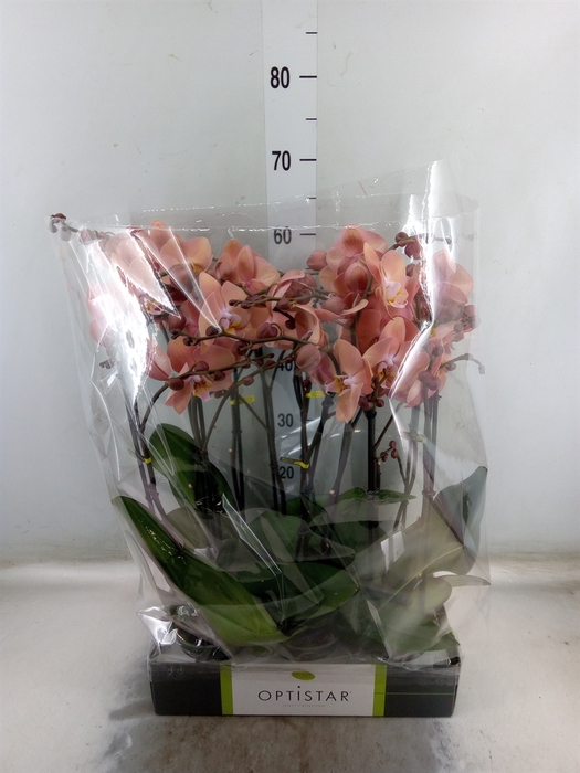 <h4>Phalaenopsis   ...orange</h4>
