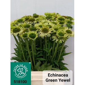 ECHI GREEN JEWEL