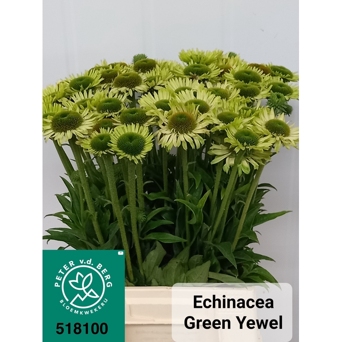<h4>ECHI GREEN JEWEL</h4>