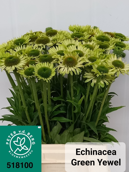 ECHI GREEN JEWEL