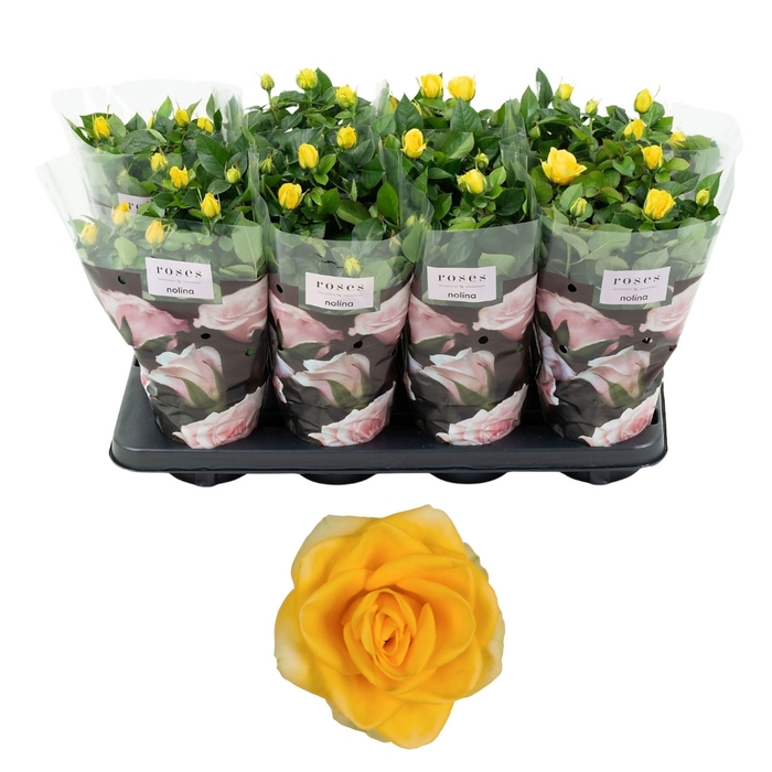 <h4>Nolina Roses Ø 13 cm Yellow</h4>