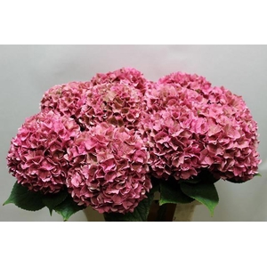 Hydrangea Rodeo Rosa CL