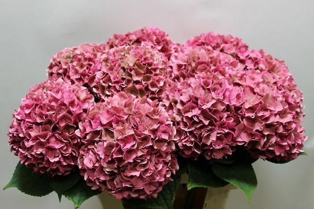 <h4>Hydrangea Rodeo Rosa CL</h4>