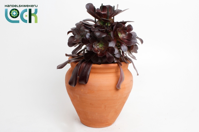 <h4>Aeonium Arboreum Terracotta Kruik</h4>