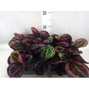 Calathea   ...