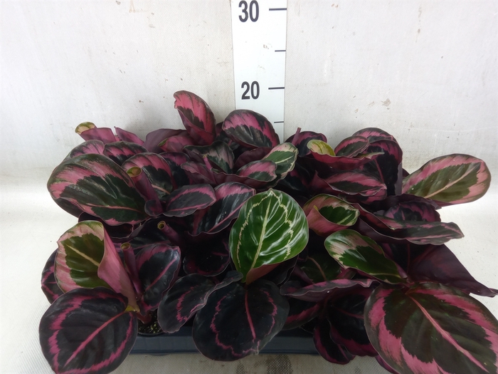 <h4>Calathea   ...</h4>