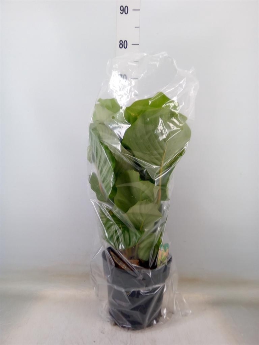 <h4>Calathea orbifolia</h4>