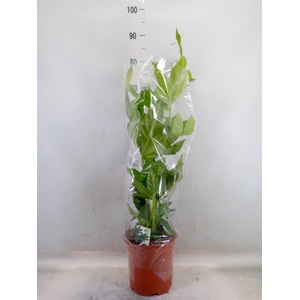 Fatsia japonica   ...