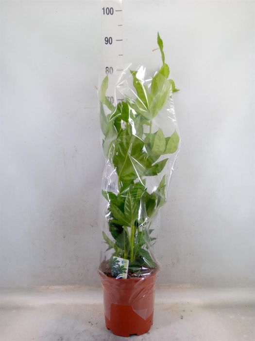 <h4>Fatsia japonica   ...</h4>