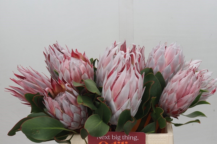 <h4>Protea Cynaroides</h4>