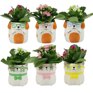 KALANCHOE BLOSSF P6 SPARTY PETS