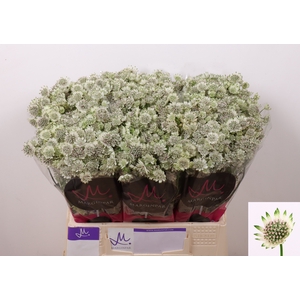 Astrantia Billion Stars XL Marginpar