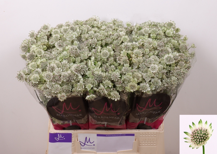 <h4>Astrantia Billion Stars XL Marginpar</h4>