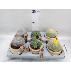 Cactus   ...mix