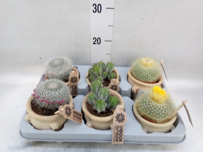 <h4>Cactus   ...mix</h4>