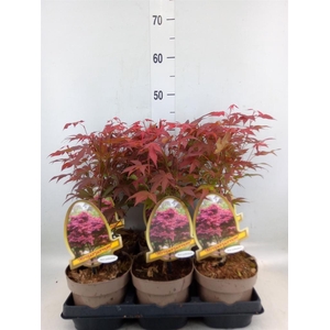 Acer palmatum 'Atropurpureum'