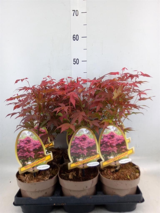 <h4>Acer palmatum 'Atropurpureum'</h4>