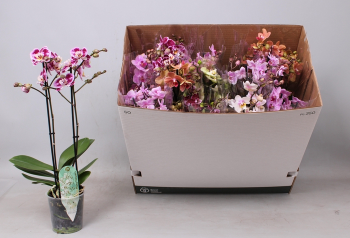 <h4>PHAL MF GEM 8 KL</h4>