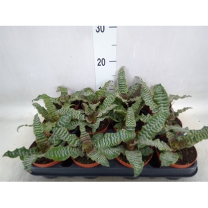 Cryptanthus zonatus