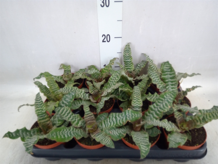 <h4>Cryptanthus zonatus</h4>