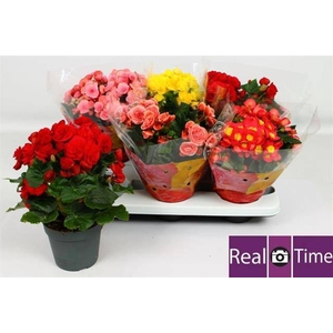 Begonia Elatior mix 14Ø 30cm