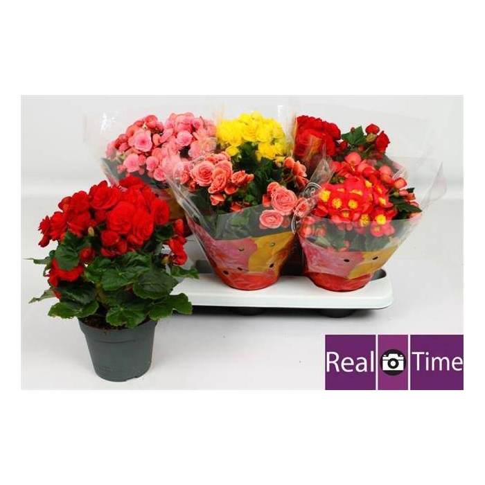 <h4>Begonia Elatior mix 14Ø 30cm</h4>