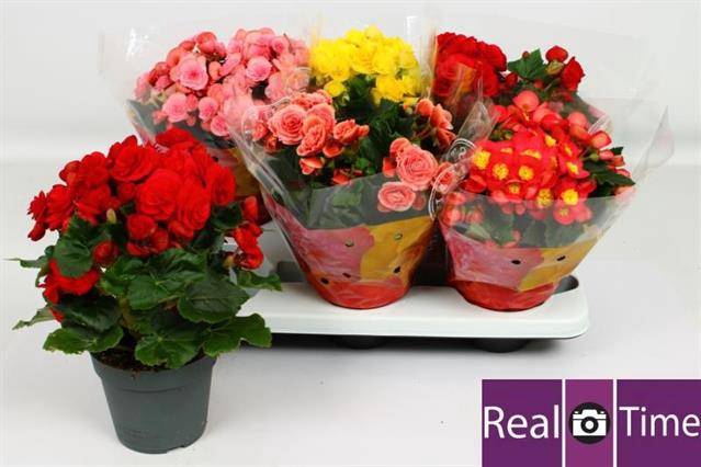 Begonia Elatior mix 14Ø 30cm