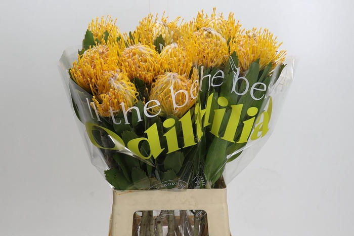 <h4>Nutans Joti</h4>