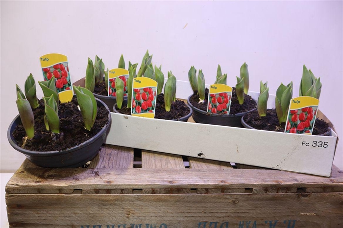 <h4>arr8 Tul Ov Rood</h4>