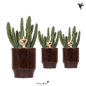 Kolibri Greens Stapelia Leendertziae in Classy pot brown