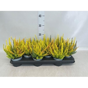 Calluna vulg. 'Skyline'   ...mix 3