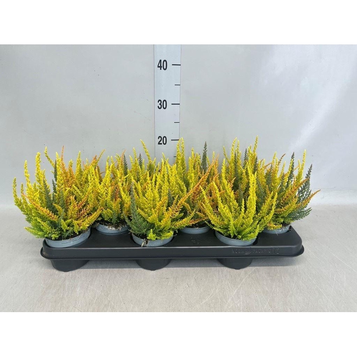 <h4>Calluna vulg. 'Skyline'   ...mix 3</h4>