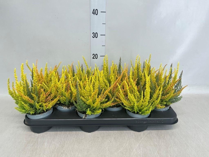 Calluna vulg. 'Skyline'   ...mix 3