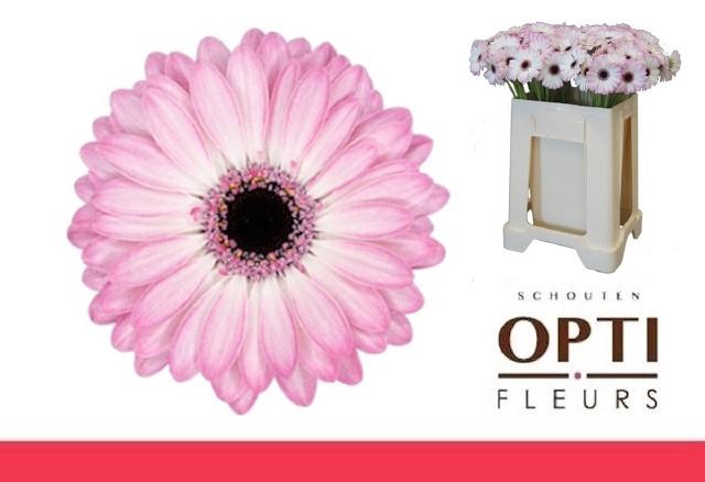 <h4>Ge Mi Lollipop</h4>