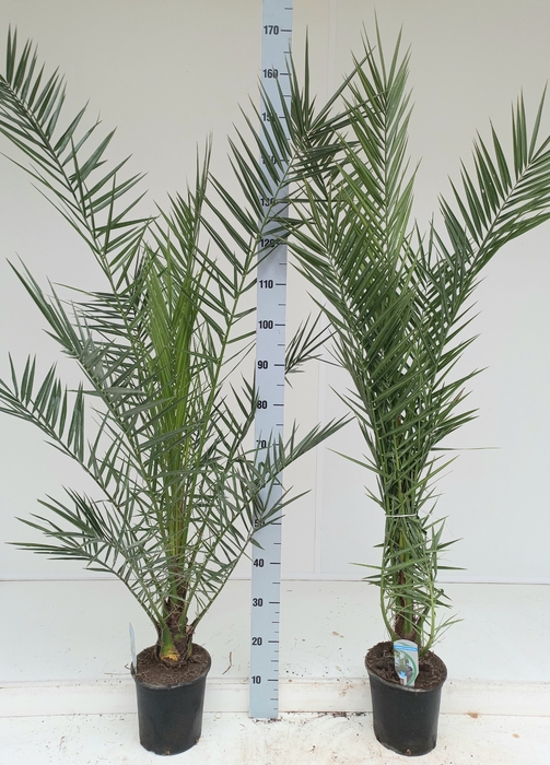 <h4>PHOENIX CANARIENSIS</h4>