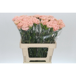 Dianthus St Lege Marrone