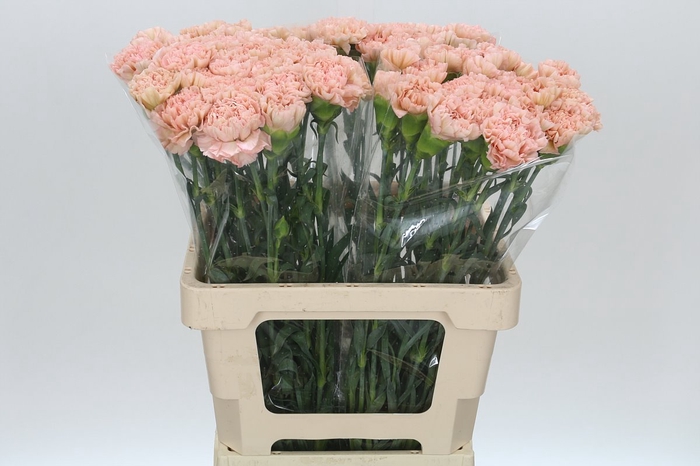 <h4>Dianthus St Lege Marrone</h4>