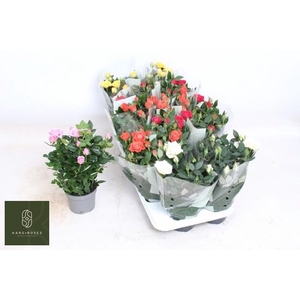 RO KORDANA GEM 5 SRT