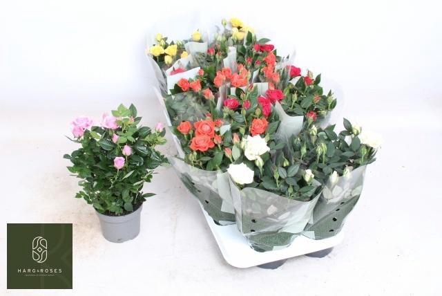 <h4>RO KORDANA GEM 5 SRT</h4>