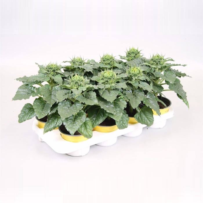 <h4>Helianthus stadium 1</h4>