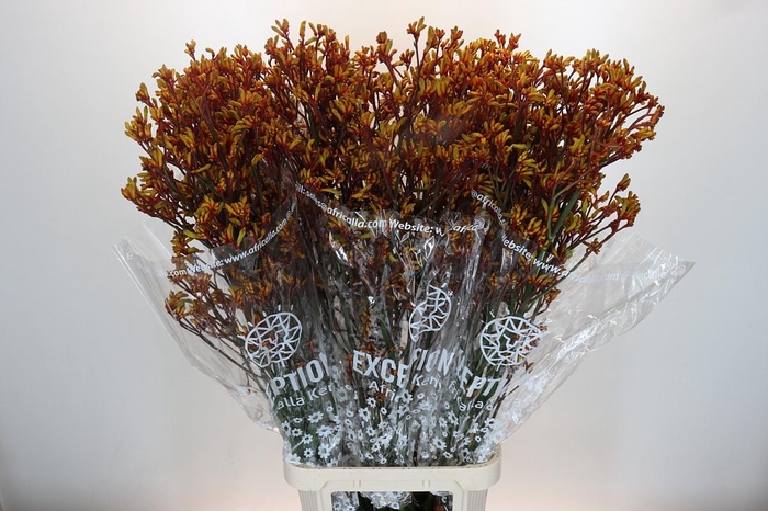 <h4>Anigozanthos Gold Fever</h4>