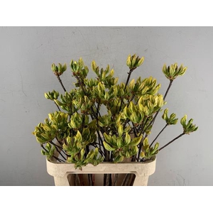 Rhodo. Wit/geel