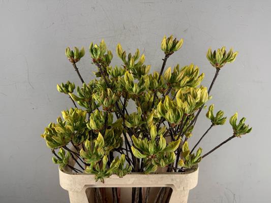 <h4>Rhodo. Wit/geel</h4>