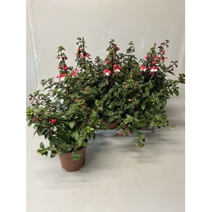 FUCHSIA OV