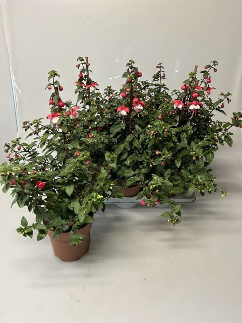<h4>FUCHSIA OV</h4>