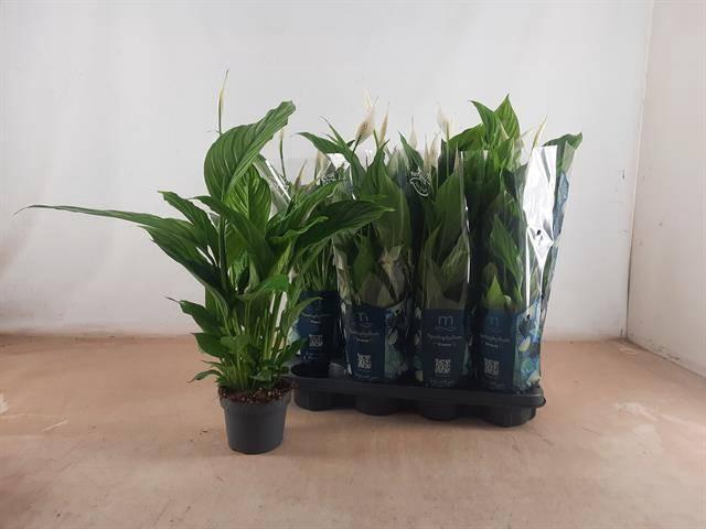 <h4>SPATH STRAUSS</h4>