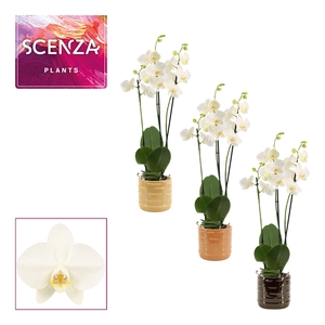 Phalaenopsis 3 tak 18+ wit in Lois (Deco-collection)