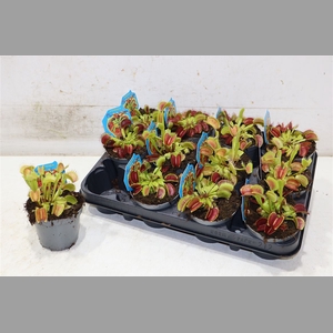 Dionaea Muscipula