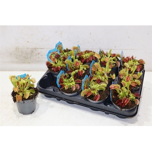 Dionaea Muscipula