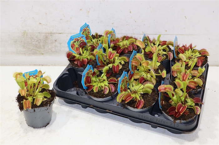 <h4>Dionaea Muscipula</h4>
